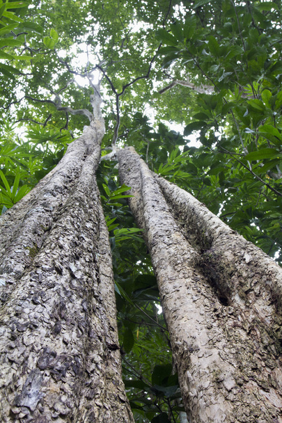 tropický deštný prales strom - Fotografie, Obrázek
