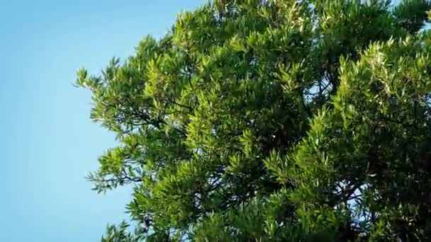 Tree Branches Blowing In Strong Wind - Séquence, vidéo