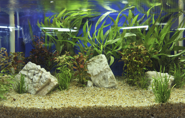 décoration d'aquarium dans un beau fond
 - Photo, image