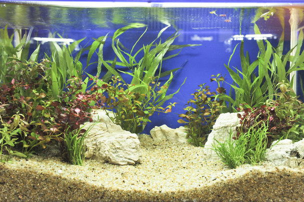 Aquarium decoratie in mooie achtergrond - Foto, afbeelding