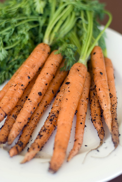 Fresh Harvest Carrots - Photo, Image