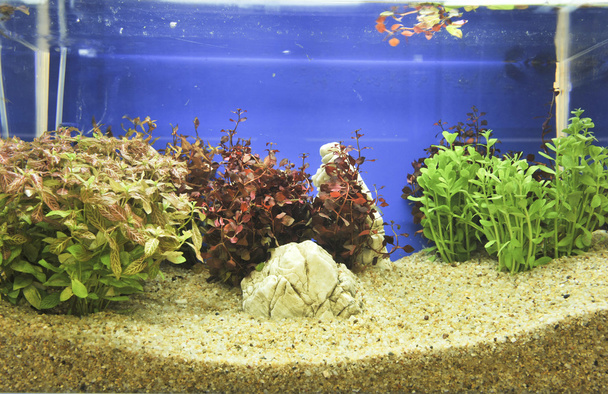 akvárium dekoráció-ban gyönyörű háttér - Fotó, kép