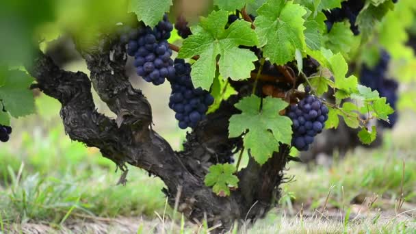 Close up van de rode druif van de wijnstok in wijngaard vóór oogst - Video