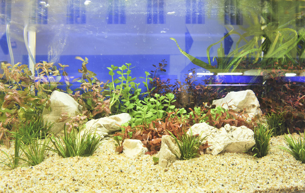 оформление аквариума на красивом фоне
 - Фото, изображение