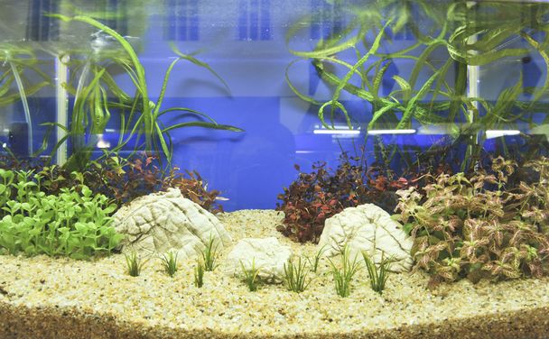 décoration d'aquarium dans un beau fond
 - Photo, image