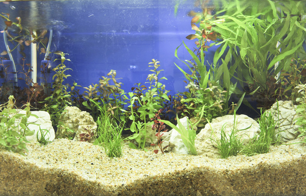 Aquarium decoratie in mooie achtergrond - Foto, afbeelding