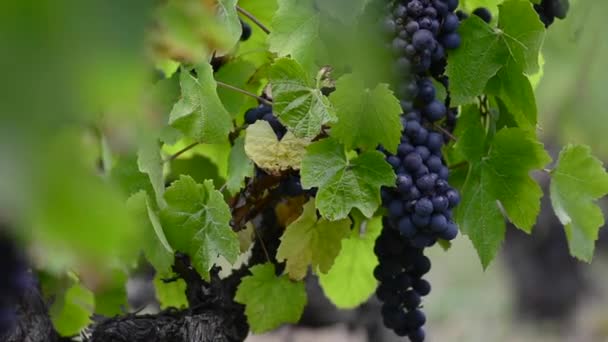 Detailní záběr z červených hroznů révy na vinici před sklizní - Záběry, video