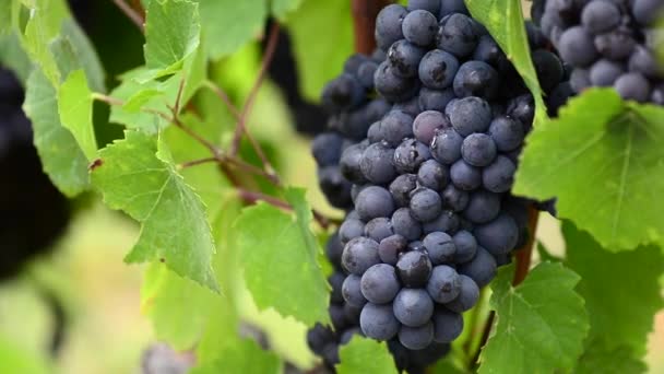 Close up van de rode druif van de wijnstok in wijngaard vóór oogst - Video
