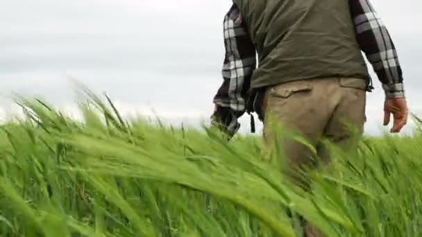   Dospělý člověk zemědělec v oblasti zelené pšenice v větrný den. 4k 3840 x 2160 - Záběry, video
