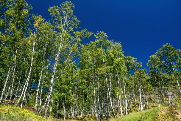 Birch forest on a mountain slope - Foto, Imagem