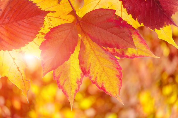leaves of autumn trees - Foto, Imagen