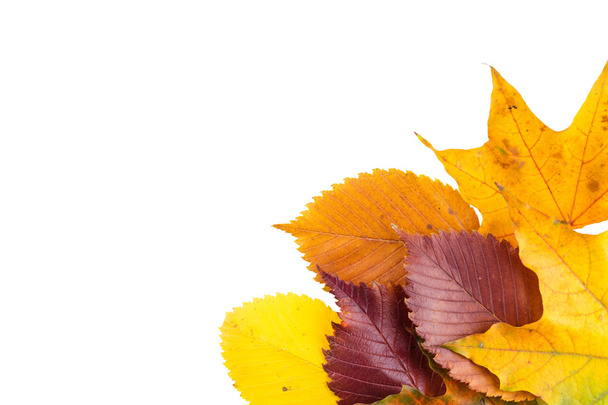 colorful autumn leafs - Foto, Imagen