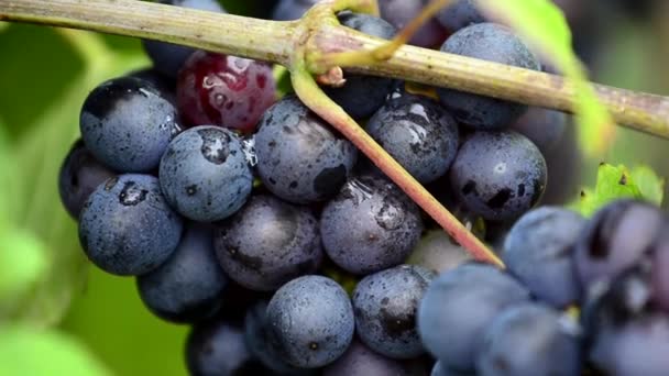 крупним планом червоний виноград винограду в винограднику перед збиранням врожаю
 - Кадри, відео
