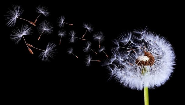 Dandelion Of Silhuette - Photo, Image
