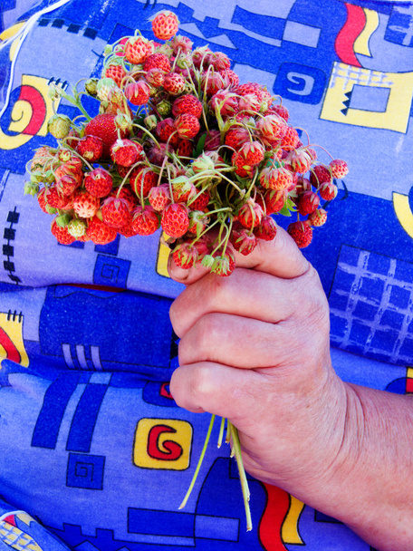 Wild strawberry bouquet - Foto, Imagen