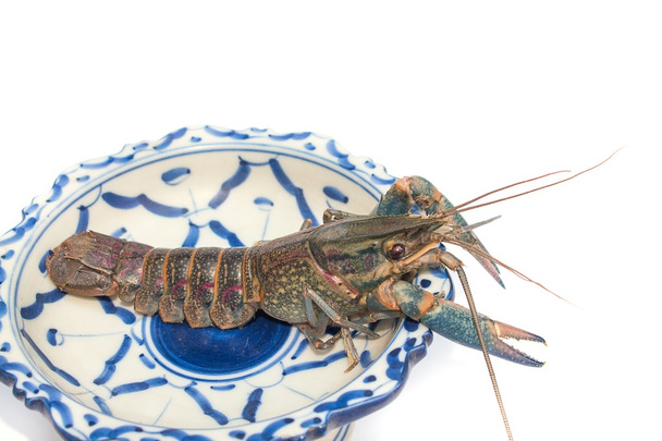 Australian blue crayfish Cherax quadricarinatus in plate - Φωτογραφία, εικόνα