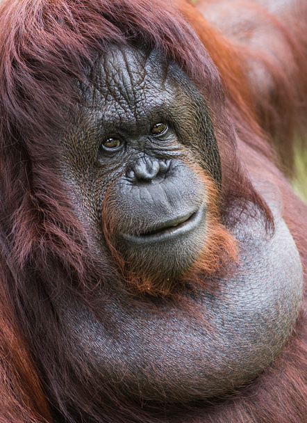 Una hembra del orangután
 - Foto, imagen