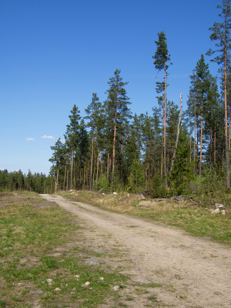 forest road - Foto, Imagen