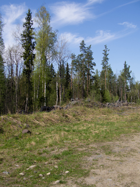 Forest - Foto, Imagen