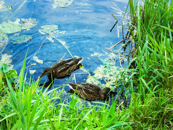Ducks in a pond - Foto, imagen