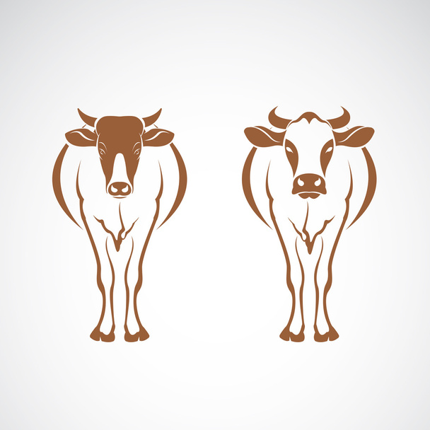 Вектор двух коров на белом фоне. Дизайн животных. - Вектор,изображение