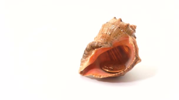 Seashell filled with coins. Coins in a shell. Black Sea shells filled with Ukrainian coins. Stop motion. - Footage, Video