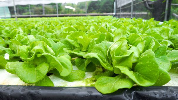 Hydroponické organické, čerstvý salát - Fotografie, Obrázek
