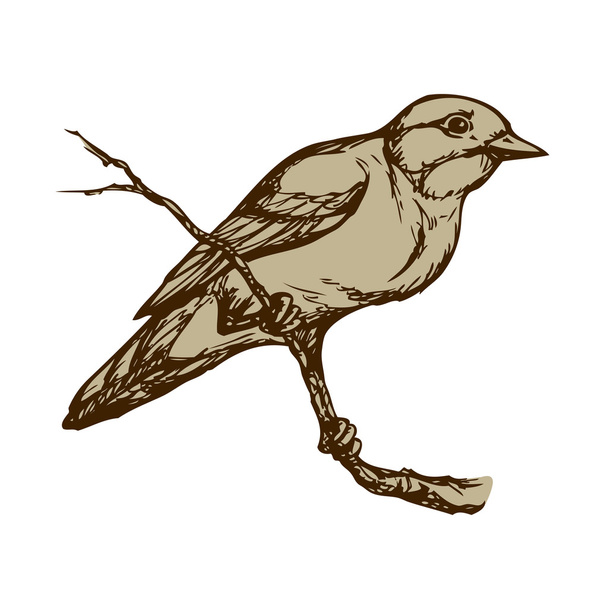 Kuş. Vektör çizim - Vektör, Görsel