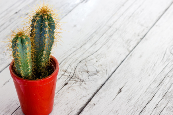 Cactus planta com espinhos
 - Foto, Imagem