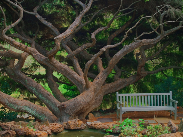 árvore de sonho
 - Foto, Imagem