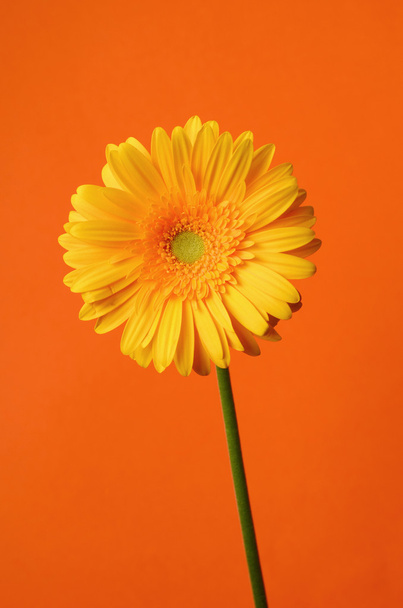 Gerbera jaune fleur de marguerite
 - Photo, image
