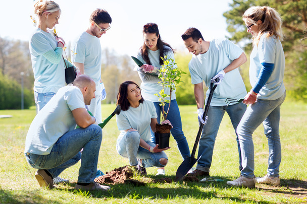 group of volunteers planting tree in park - Foto, imagen