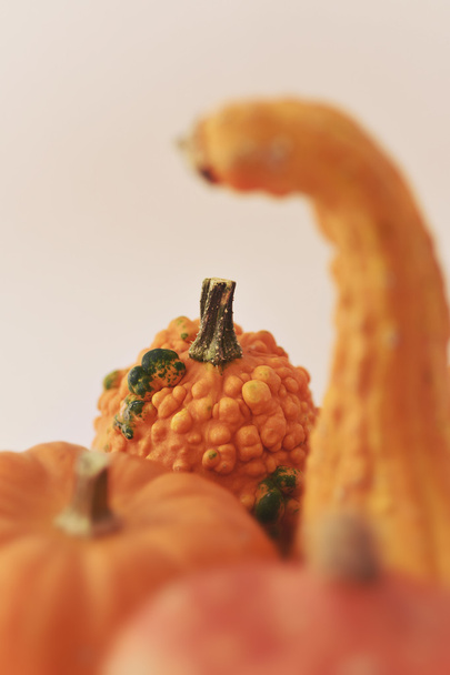 assortment of pumpkins - Photo, Image