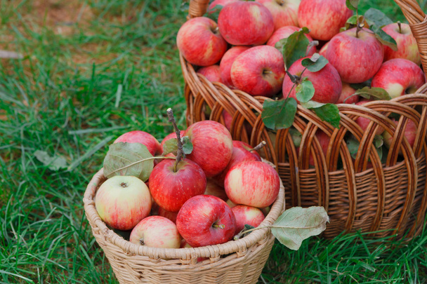 Paniers avec récolte de pommes dans le jardin d'automne
 - Photo, image