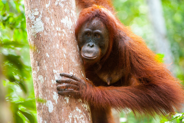 orangután kalimantan tanjung elhelyezés Indonézia nemzeti park  - Fotó, kép