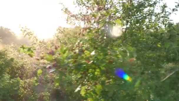  Яскравий пейзаж з деревом на сонці. Стійкий постріл в режимі реального часу 4K 3840x2160
 - Кадри, відео