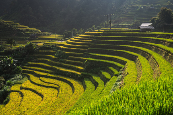 Hermosos campos de arroz de paisaje en terrazas de Mu Cang Chai
 - Foto, imagen