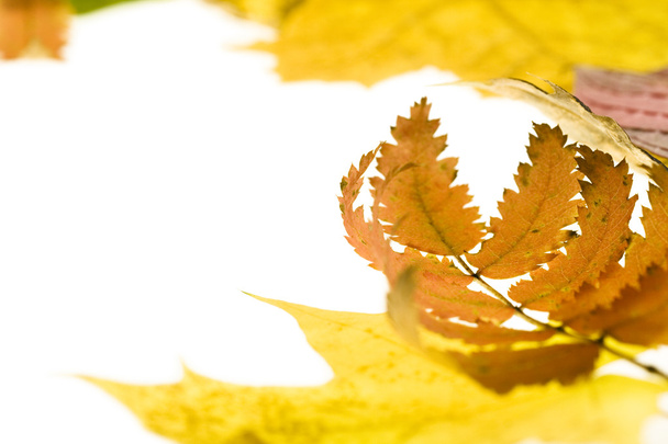 Jesienne liście - Zdjęcie, obraz