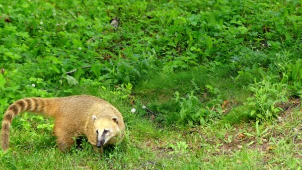 Nasua is a genus within the family Procyonidae, whose best-known members are raccoons. The two species as coatis. Two additional species of mountain coatis are placed in the genus Nasuella. - Footage, Video