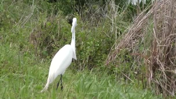 Great Egret downing a fish - Footage, Video
