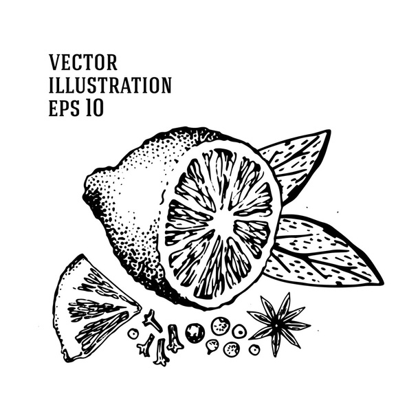 Vector hand drawn lime set. Half lime, sliced pieces, leaf, spices and seed sketch. Tropical summer fruit engraved style illustration. - ベクター画像