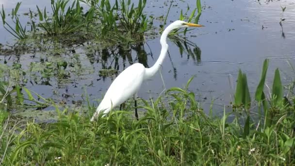 湿地で偉大な白鷺釣り - 映像、動画