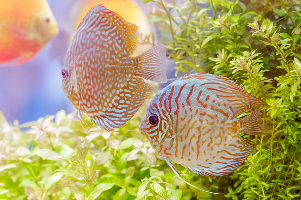 Discus fish (Symphysodon) swimming in an aquarium - Photo, Image