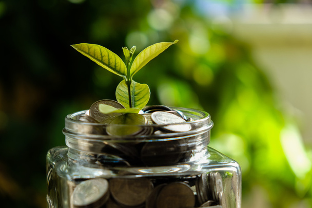 χρηματοδότηση επιχειρήσεων να εξοικονομήσει χρήματα για επενδύσεις έννοια καλλιέργεια φυτών - Φωτογραφία, εικόνα