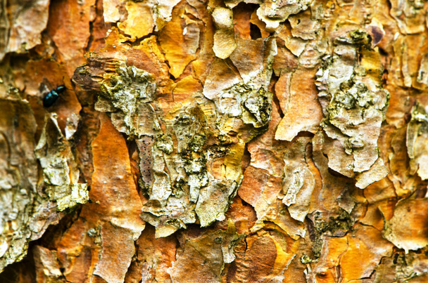 Background of pine tree trunk bark surface texture - Photo, Image