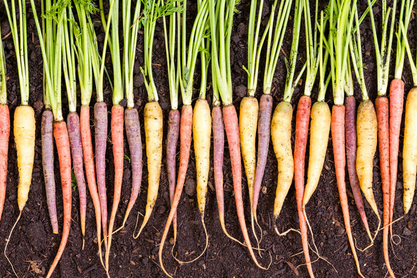 Assorted varieties of different colored carrots - Photo, image