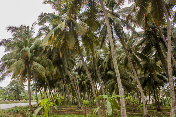 Coconut palms and banana trees - Valokuva, kuva