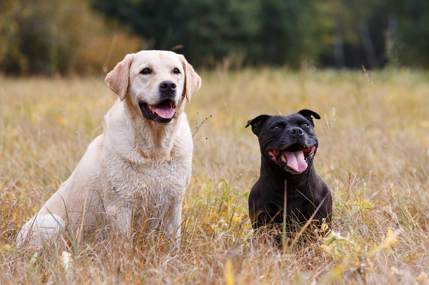 Két különböző fajtájú kutya  - Fotó, kép