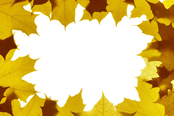 Autumn leaves - Foto, Imagen
