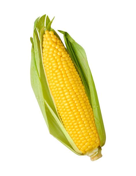 Ухо кукурузы изолировано
 - Фото, изображение